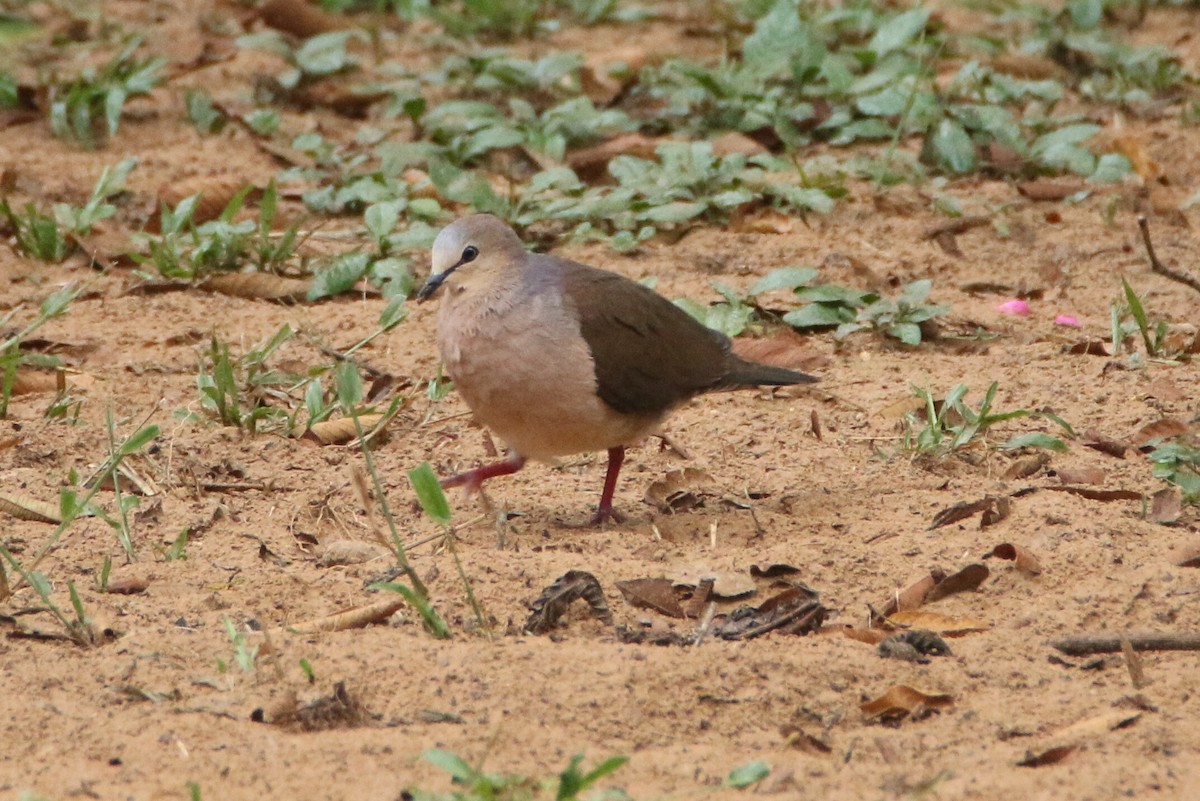 Gray-fronted Dove - ML109851661