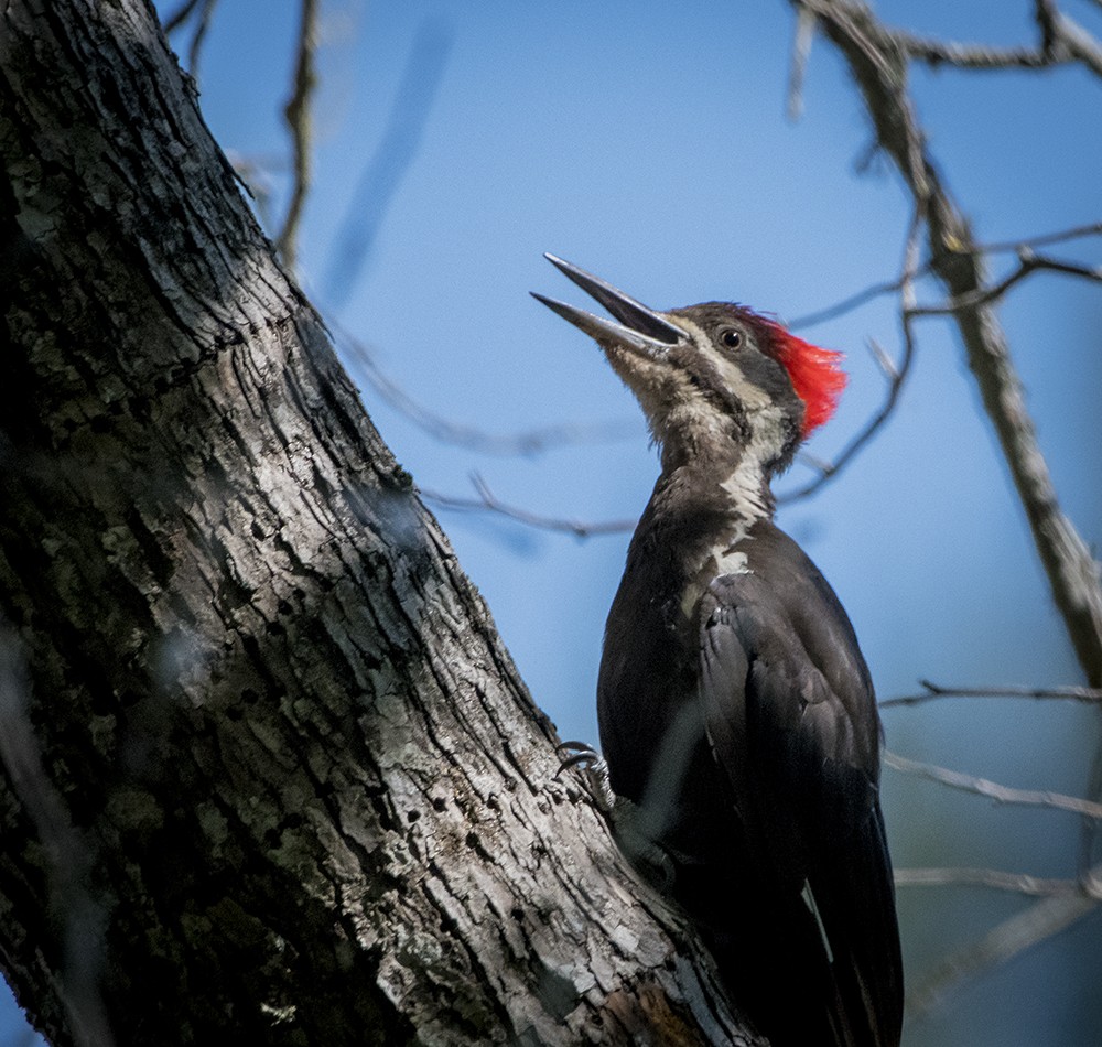 Pileated Woodpecker - Ken Pitts