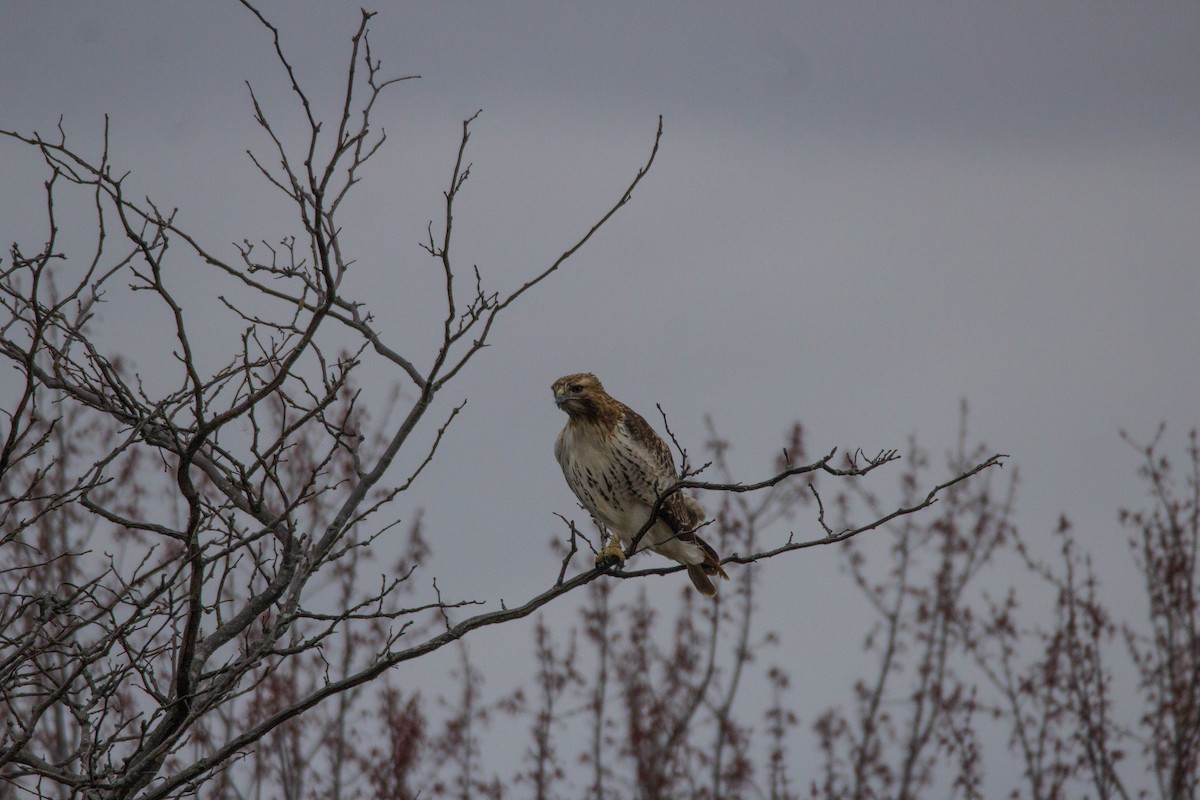 Red-tailed Hawk - Tom Lally
