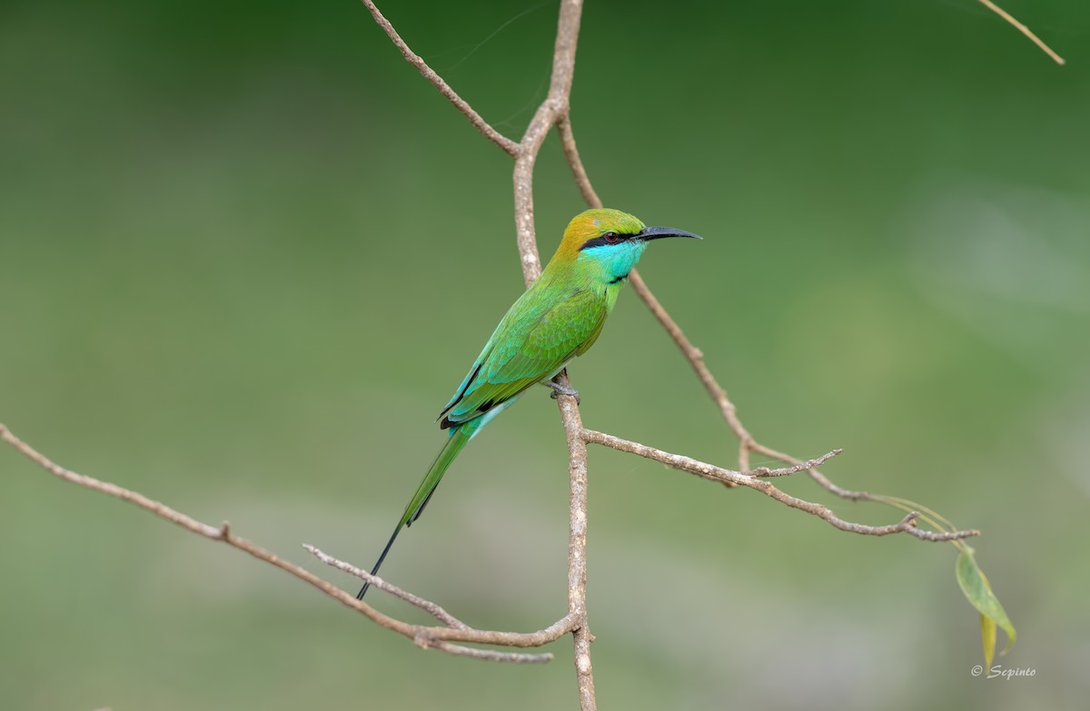 Asian Green Bee-eater - ML109863991