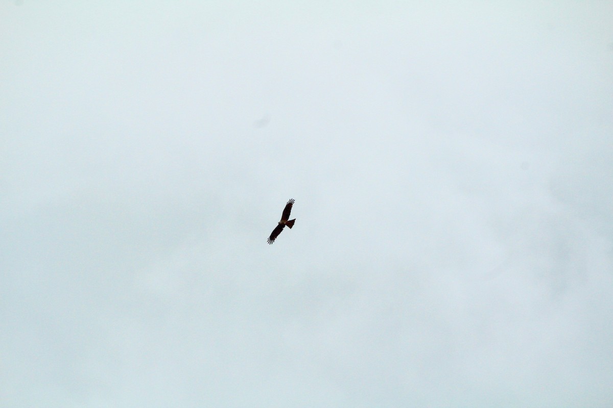 Red Kite - Ann Monk
