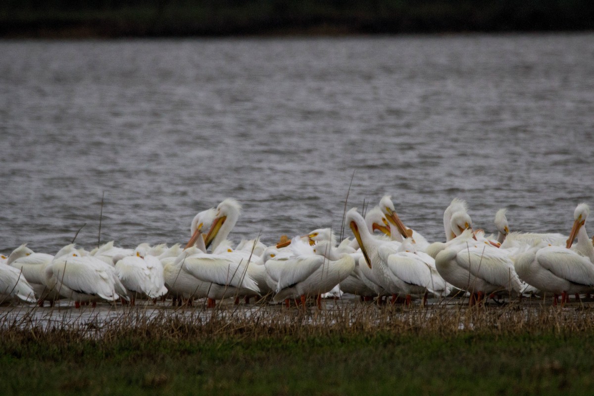 American White Pelican - Tom Lally