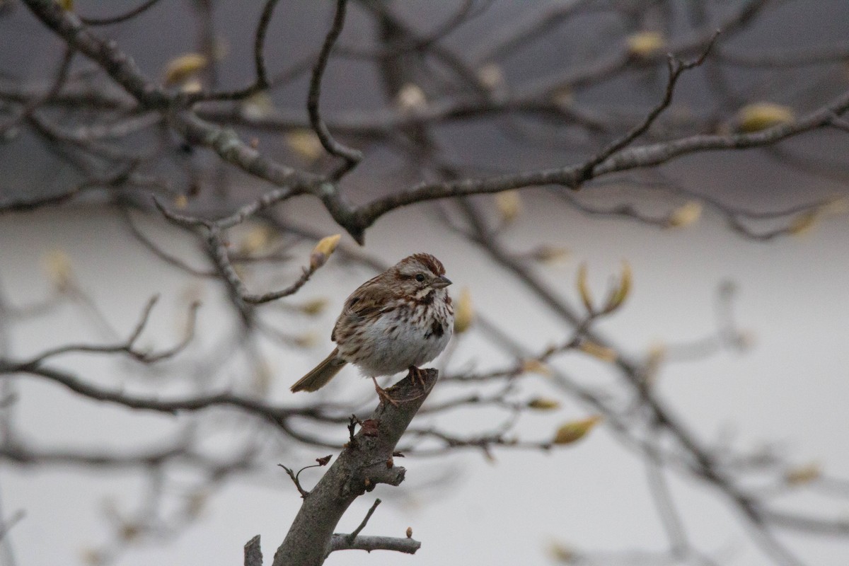 Song Sparrow - Tom Lally