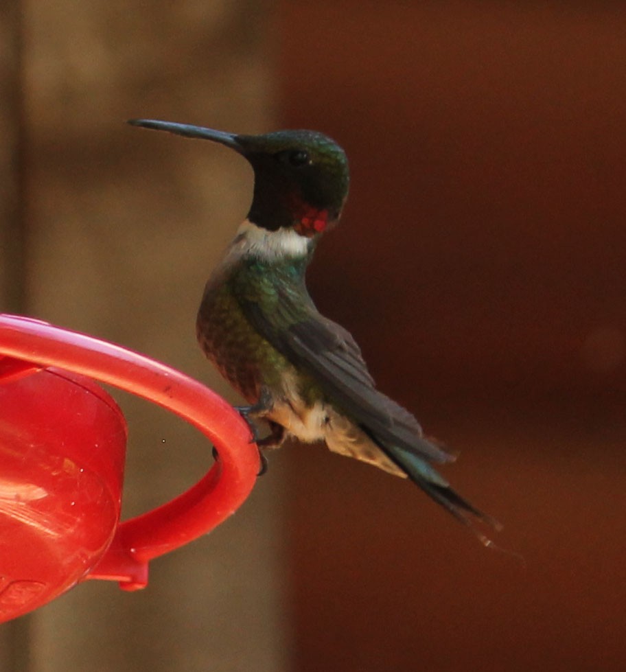 Ruby-throated Hummingbird - ML109865461