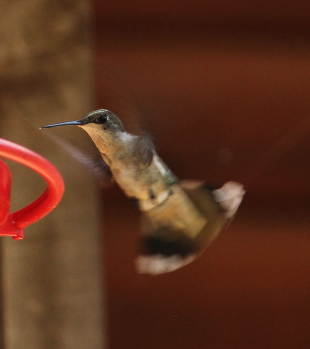 Ruby-throated Hummingbird - ML109865481