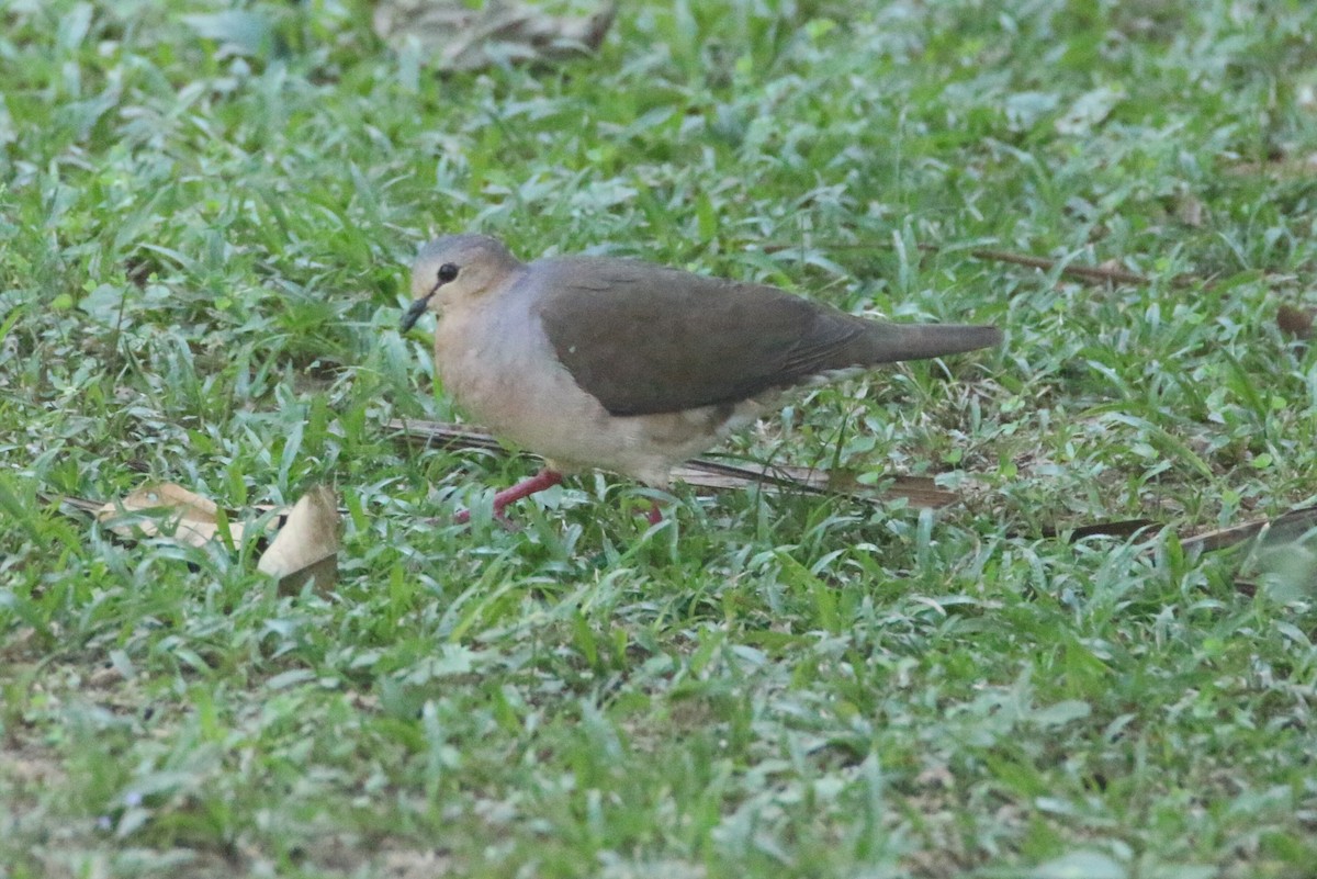 Gray-fronted Dove - ML109867011
