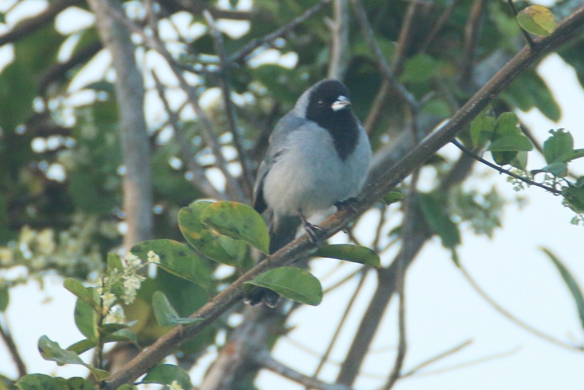 Black-faced Tanager - ML109869611