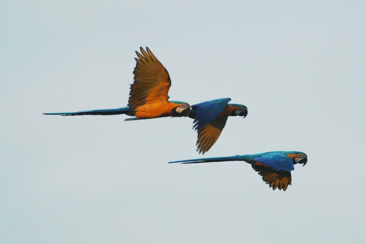 Blue-and-yellow Macaw - ML109869661