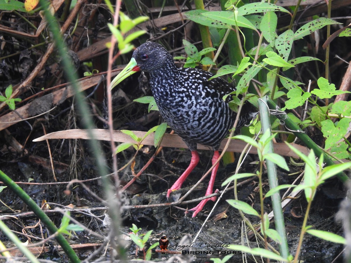 Spotted Rail - Angel Castillo Birdwatching Guide