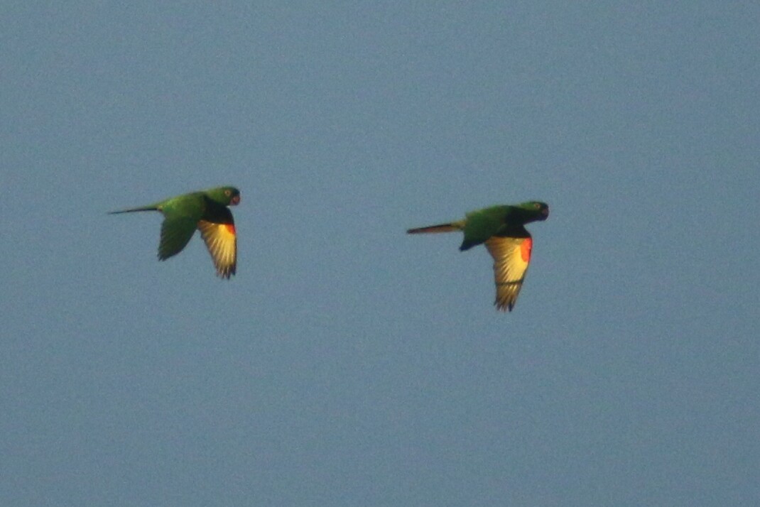 Red-shouldered Macaw - ML109870941