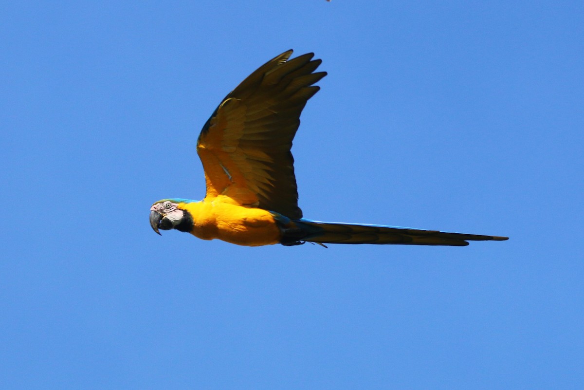 Blue-and-yellow Macaw - ML109871341