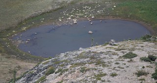 Northern Shoveler, ML109872691