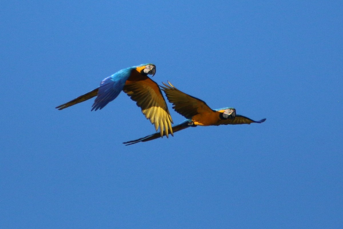 Blue-and-yellow Macaw - Ken Oeser