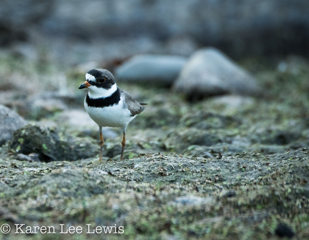 Semipalmated Plover - ML109875411