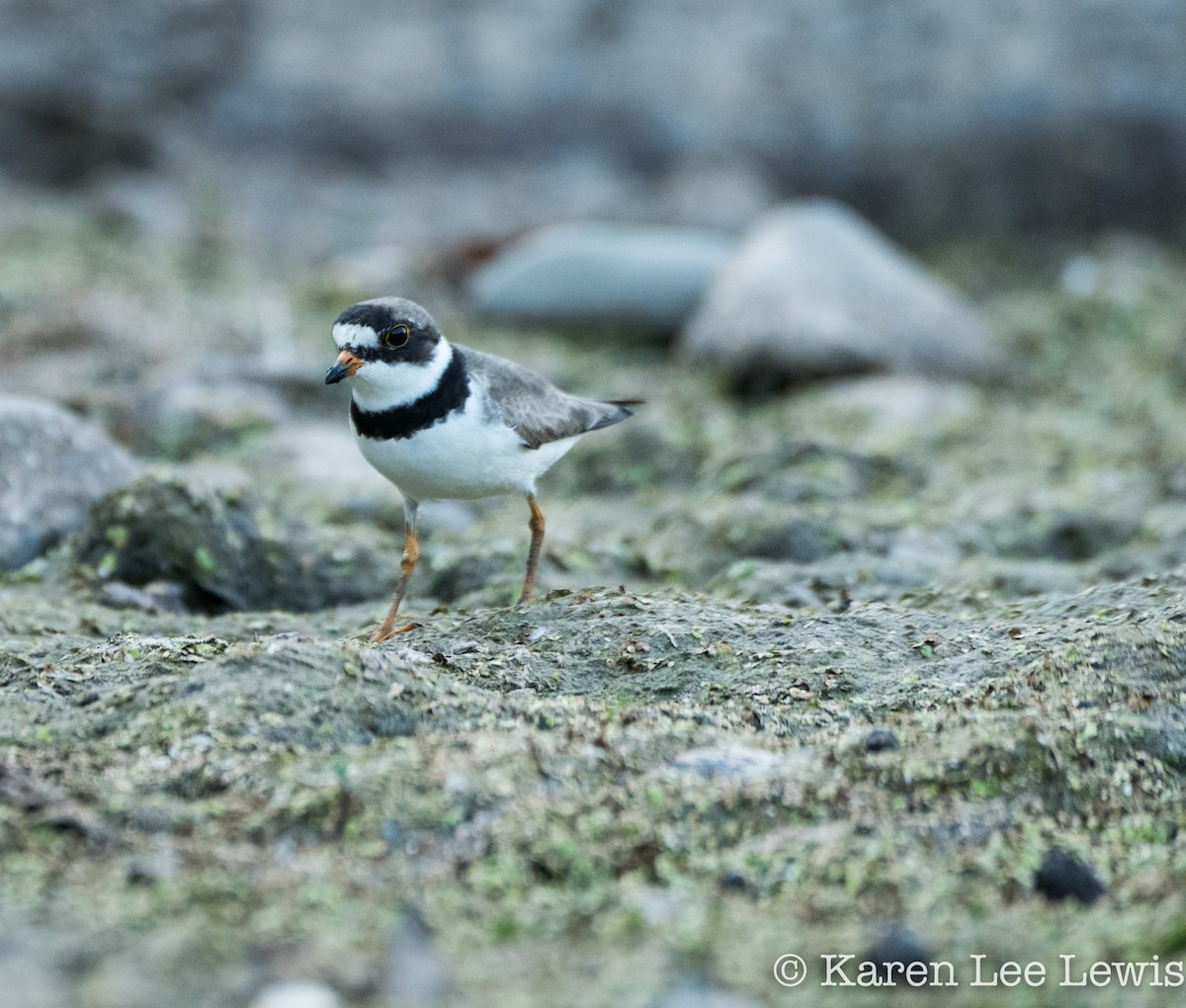 Semipalmated Plover - ML109875421