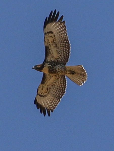 Red-tailed Hawk - ML109876981