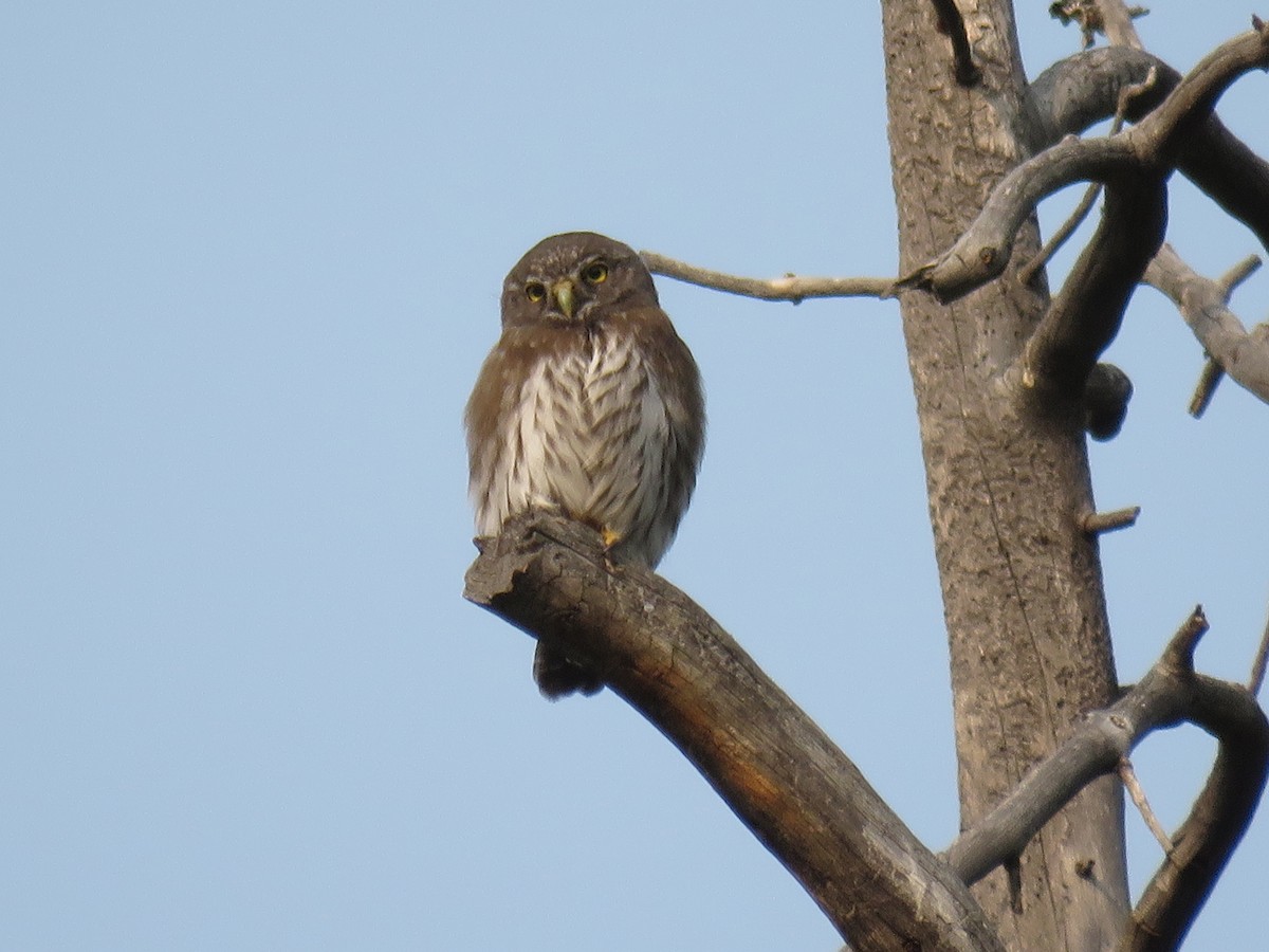 Northern Pygmy-Owl - Del Nelson