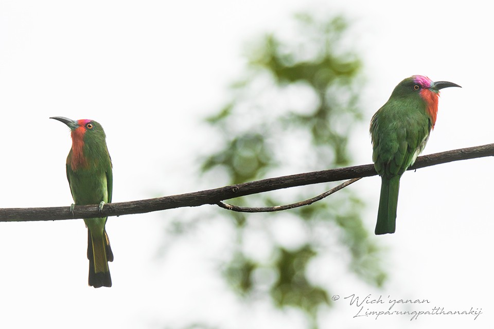 Red-bearded Bee-eater - Wich’yanan Limparungpatthanakij