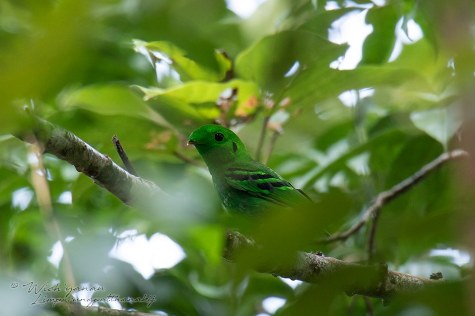 Green Broadbill - Wich’yanan Limparungpatthanakij