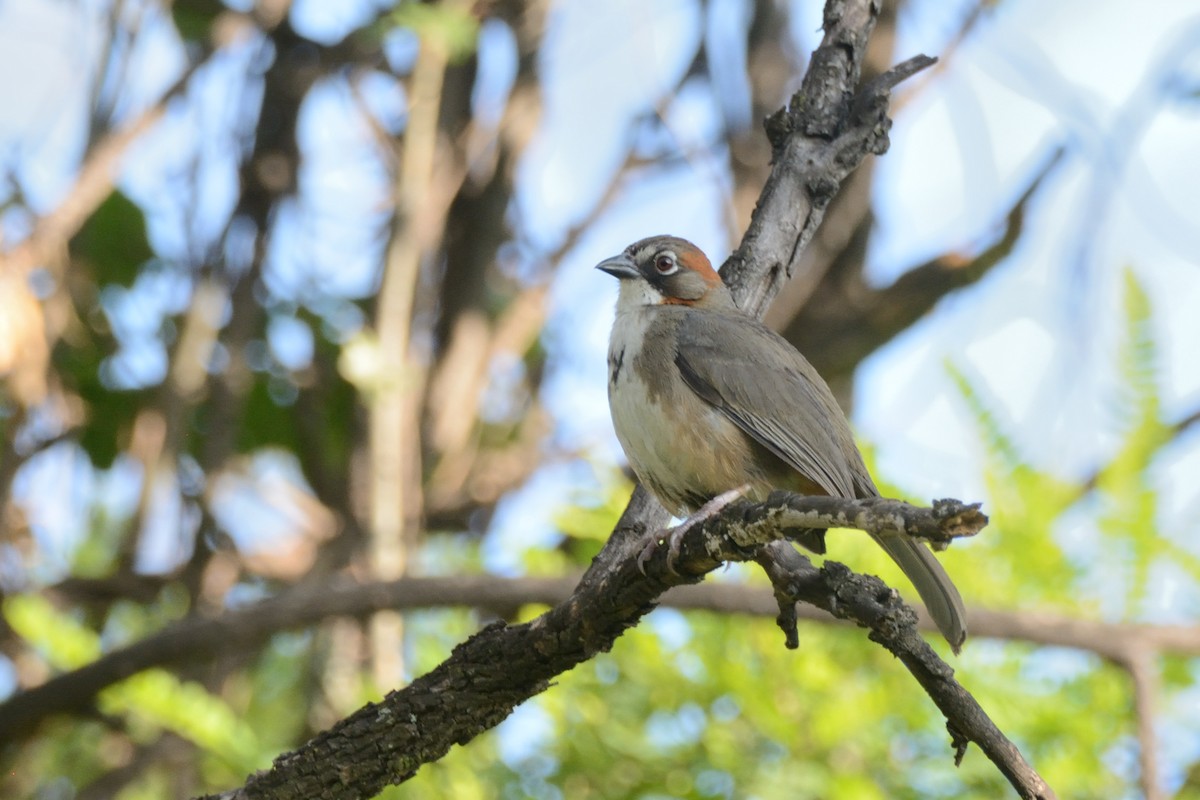 Rusty-crowned Ground-Sparrow - ML109884211