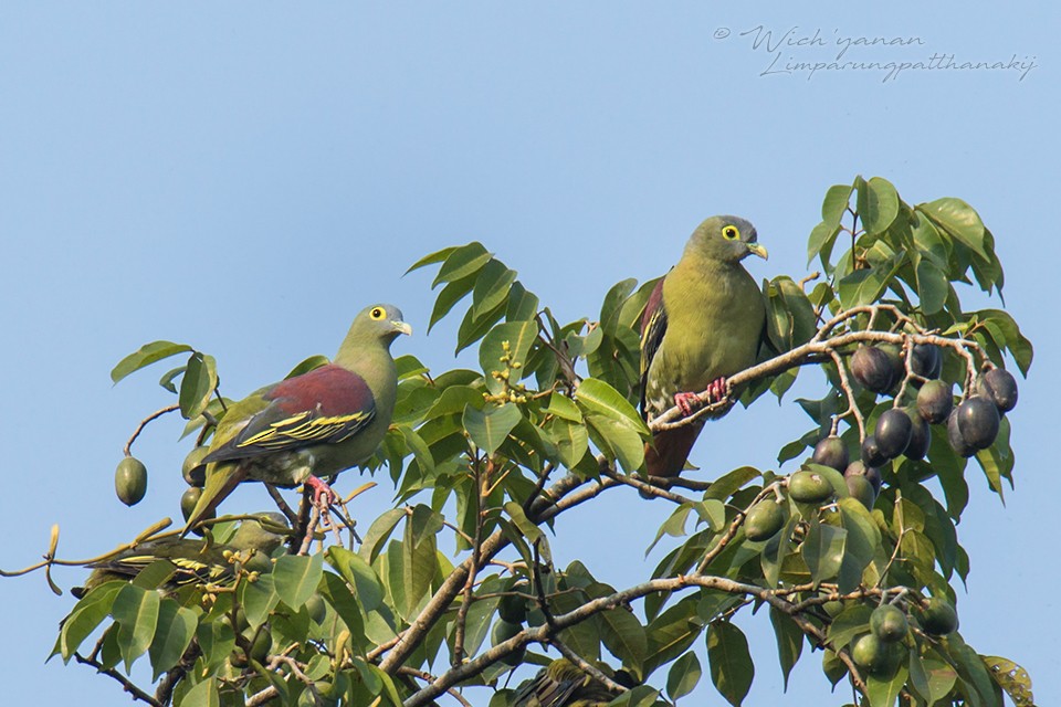 Gray-cheeked Green-Pigeon - Wich’yanan Limparungpatthanakij