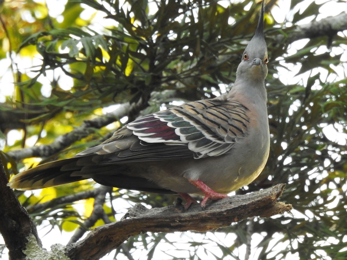 Crested Pigeon - ML109886711
