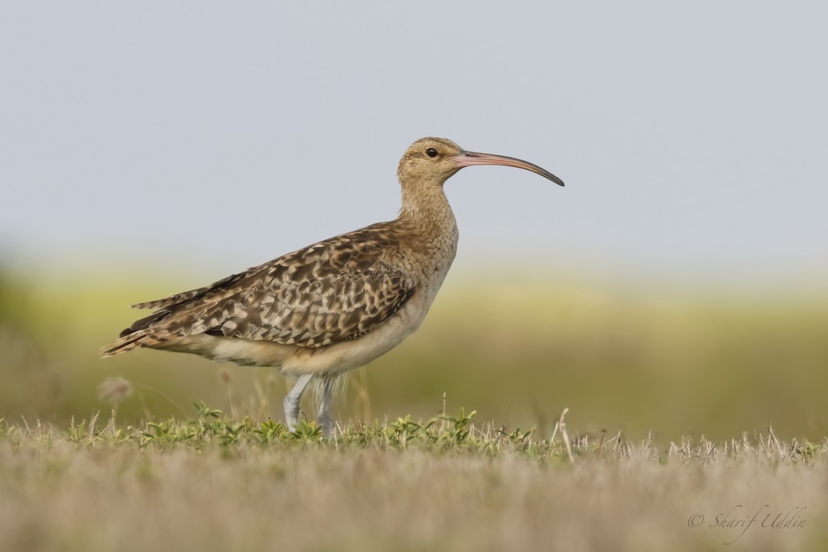 Bristle-thighed Curlew - ML109890491