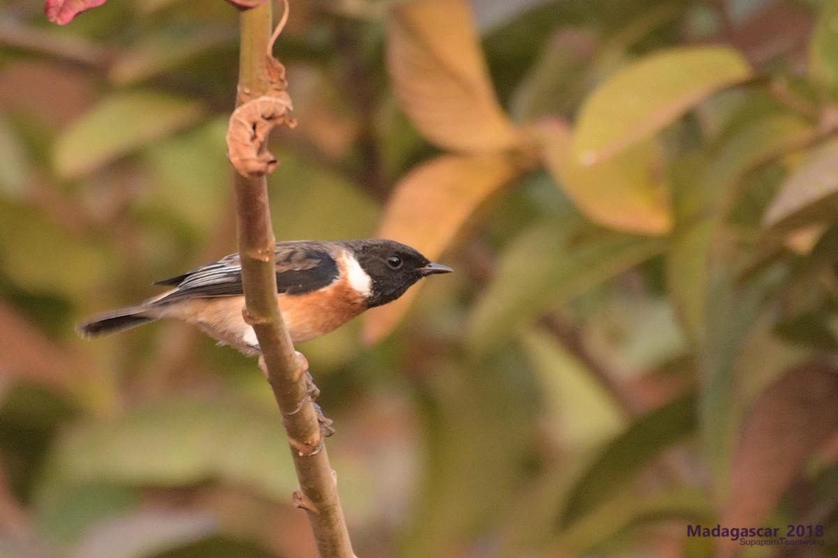 African Stonechat - ML109892051