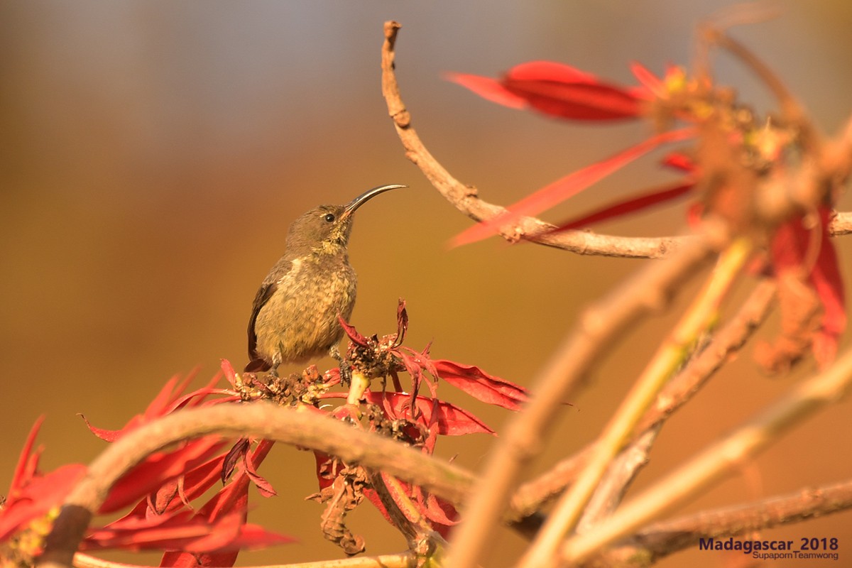 Malagasy Sunbird - Supaporn Teamwong