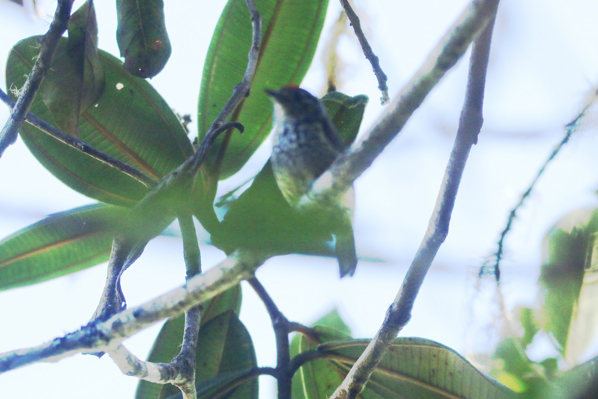 Ocellated Piculet - ML109892641