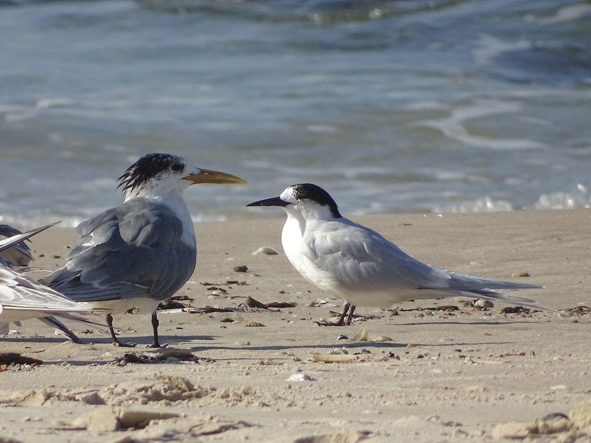 White-fronted Tern - ML109892661