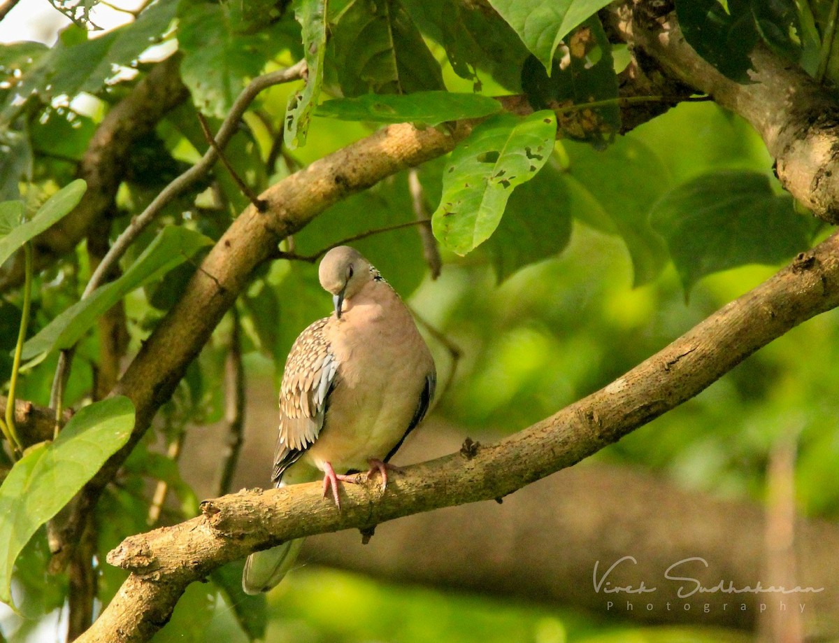 Spotted Dove - ML109893161