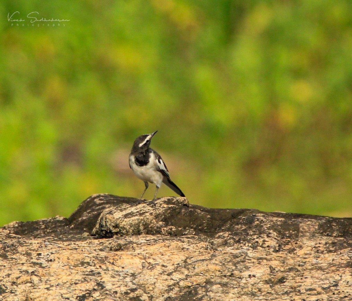 White-browed Wagtail - ML109893371