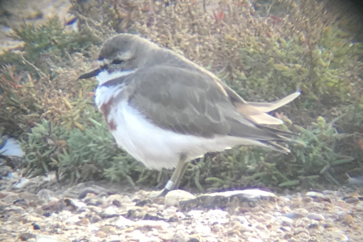 Double-banded Plover - ML109896551