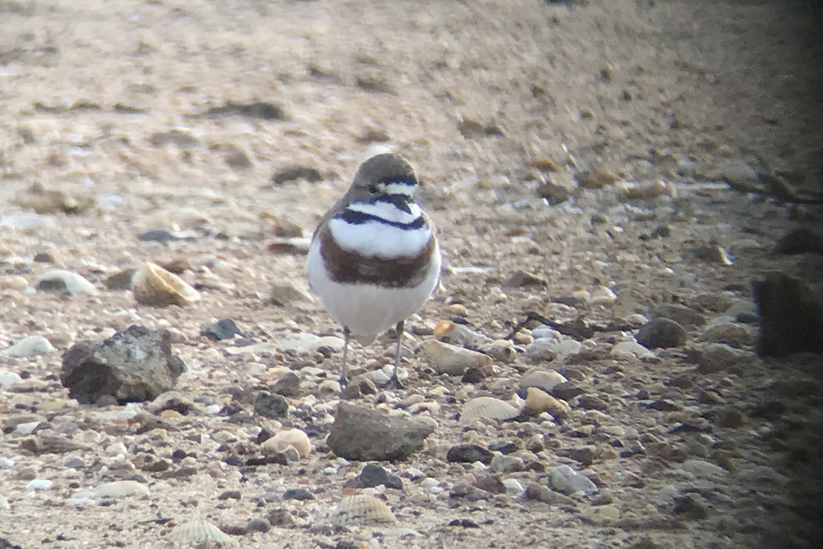 Double-banded Plover - ML109896561