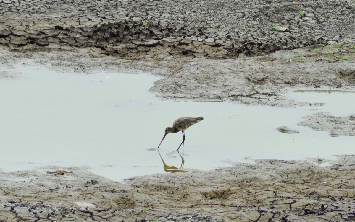 Black-tailed Godwit - Harshada Kulkarni