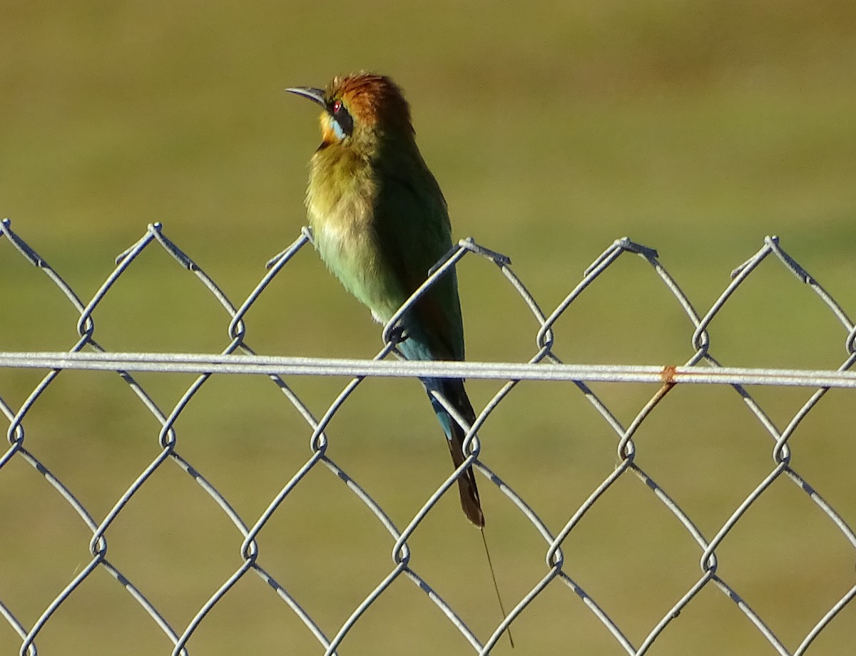 Rainbow Bee-eater - Richard Murray