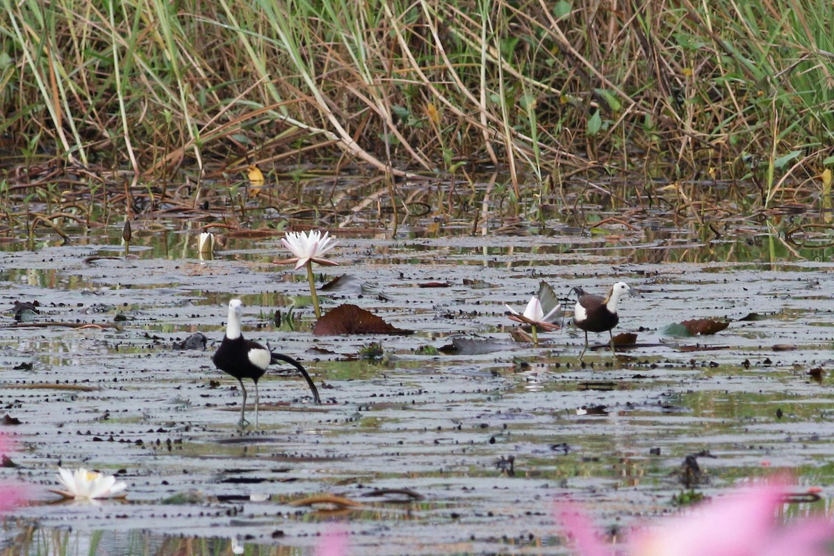Pheasant-tailed Jacana - Joost Foppes