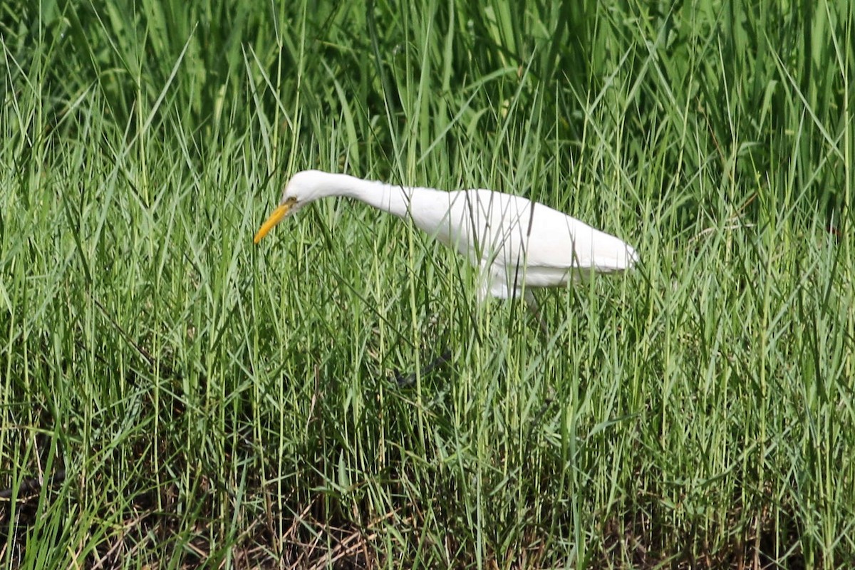 Eastern Cattle Egret - Joost Foppes