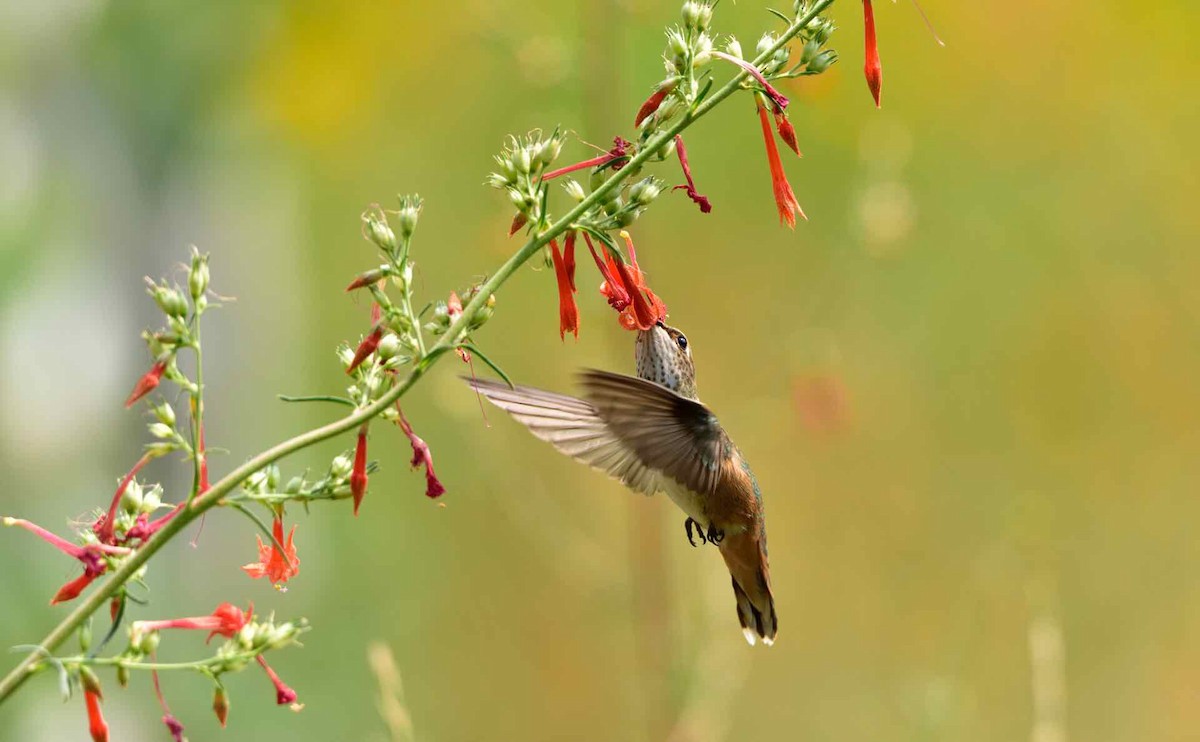 Rufous Hummingbird - Don Weber
