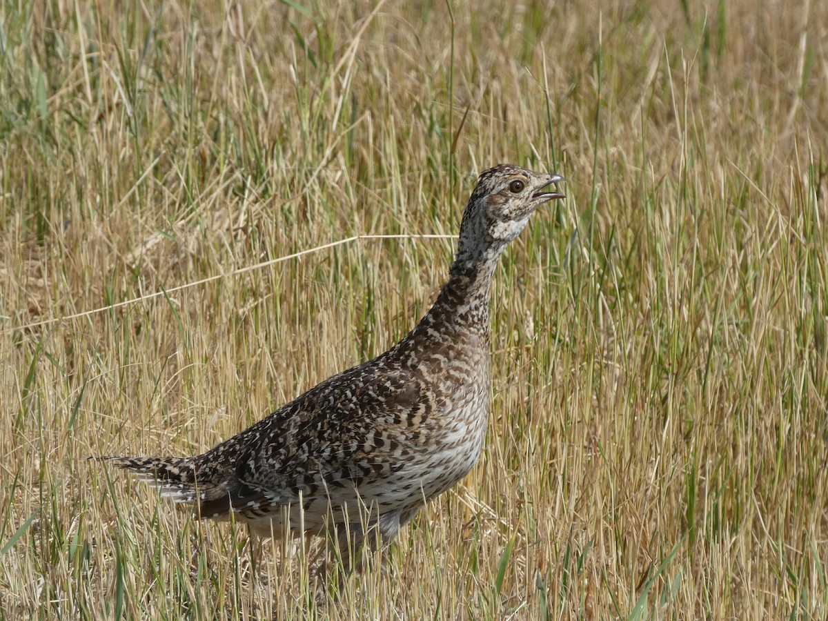 Sharp-tailed Grouse - Laurie Koepke