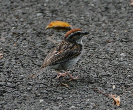 Chipping Sparrow - ML109906311
