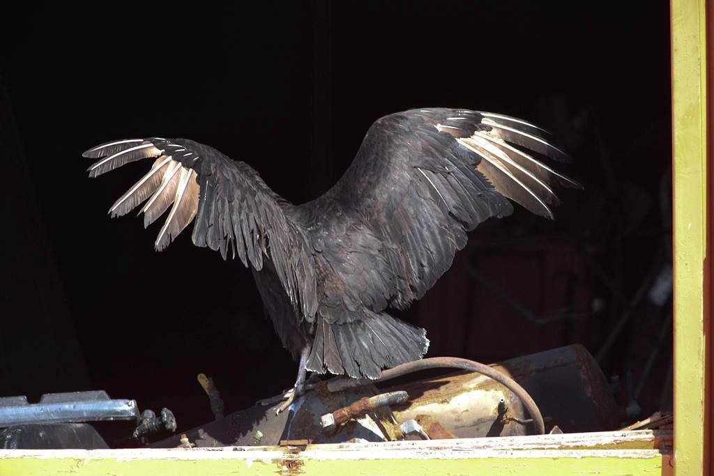 Black Vulture - Nova Scotia Bird Records