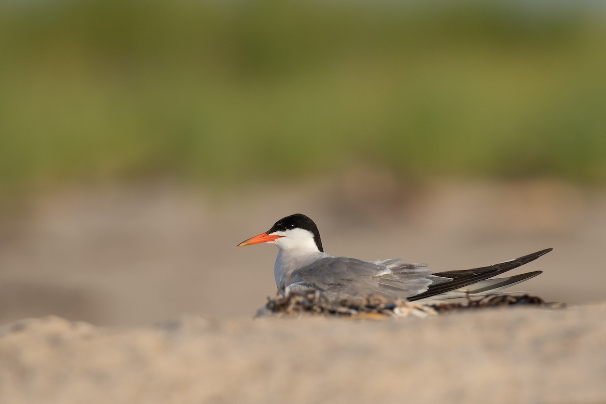 Common Tern - Nick Dorian