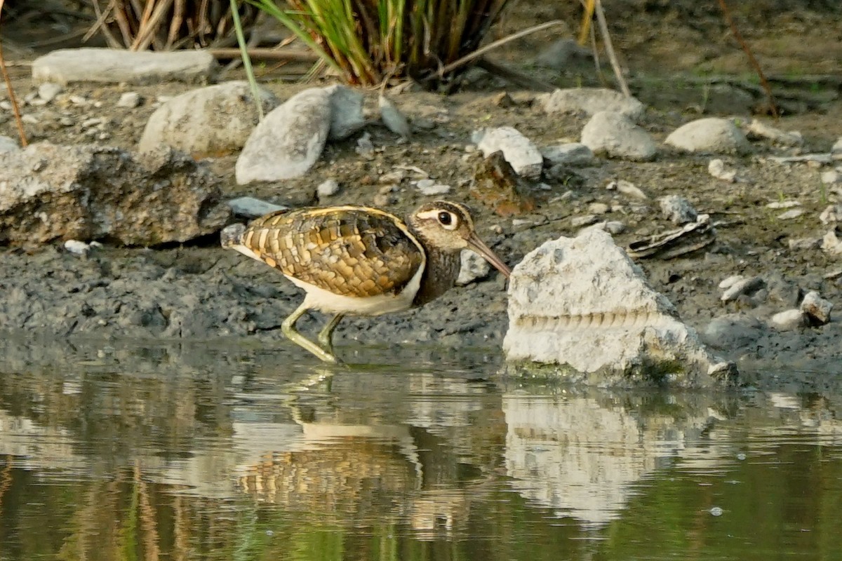 Greater Painted-Snipe - ML109909791