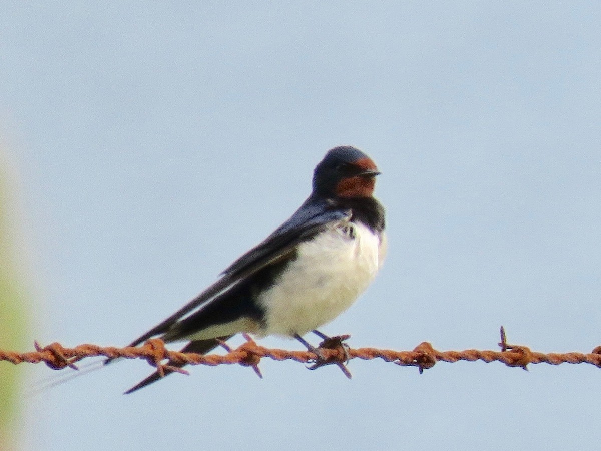 Barn Swallow (White-bellied) - ML109910591