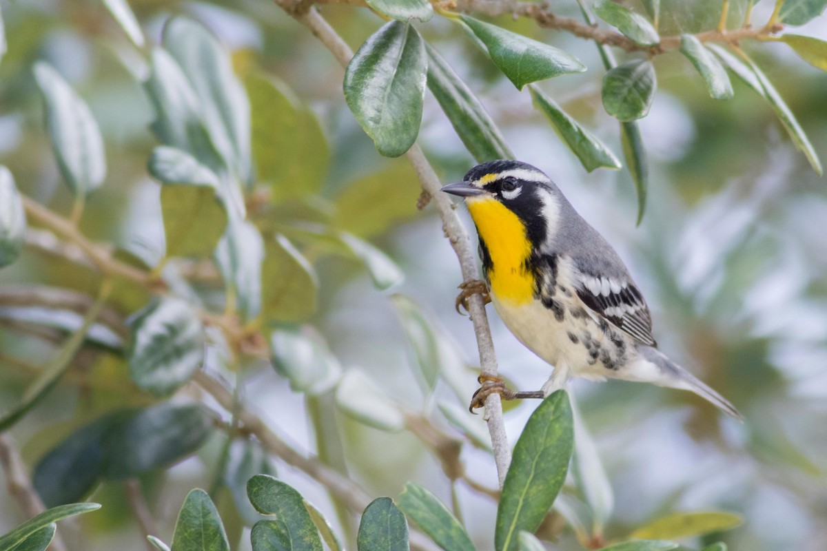 Yellow-throated Warbler - Noah Frade