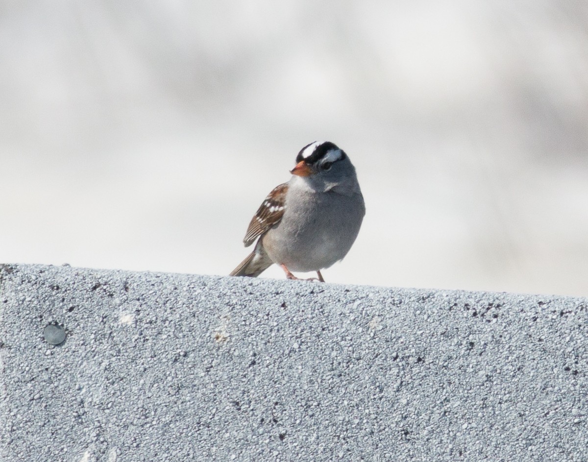 White-crowned Sparrow - ML109915021