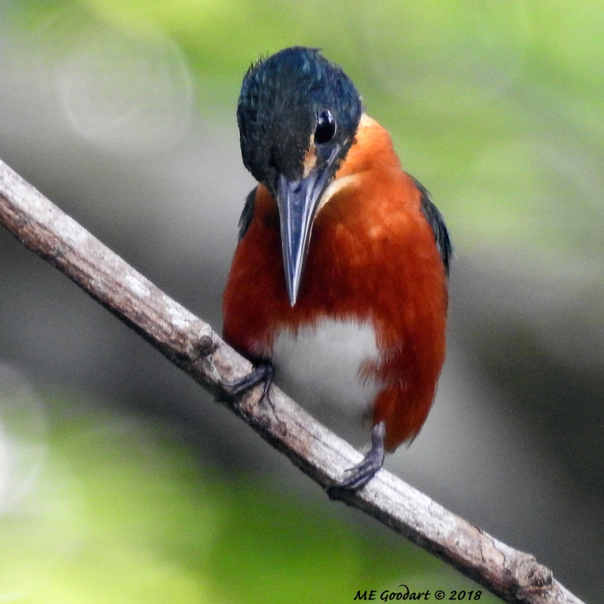 American Pygmy Kingfisher - Mary Goodart