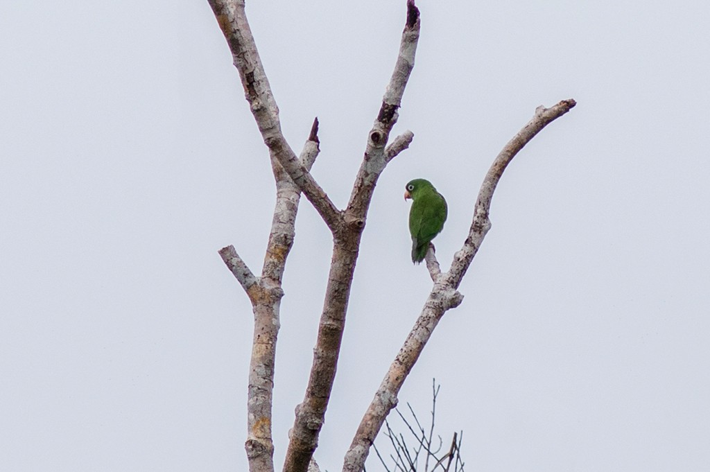Golden-winged Parakeet - Marcelo Feliti